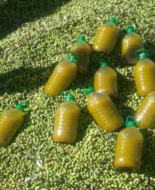 Khayrate Zemrane olive oil bottles on fresh olives
